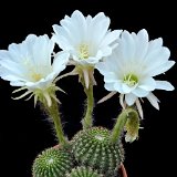 Echinopsis mamillosa RCB011 Cercado, Sta Ana, Bolivia,1860m alt.jpg